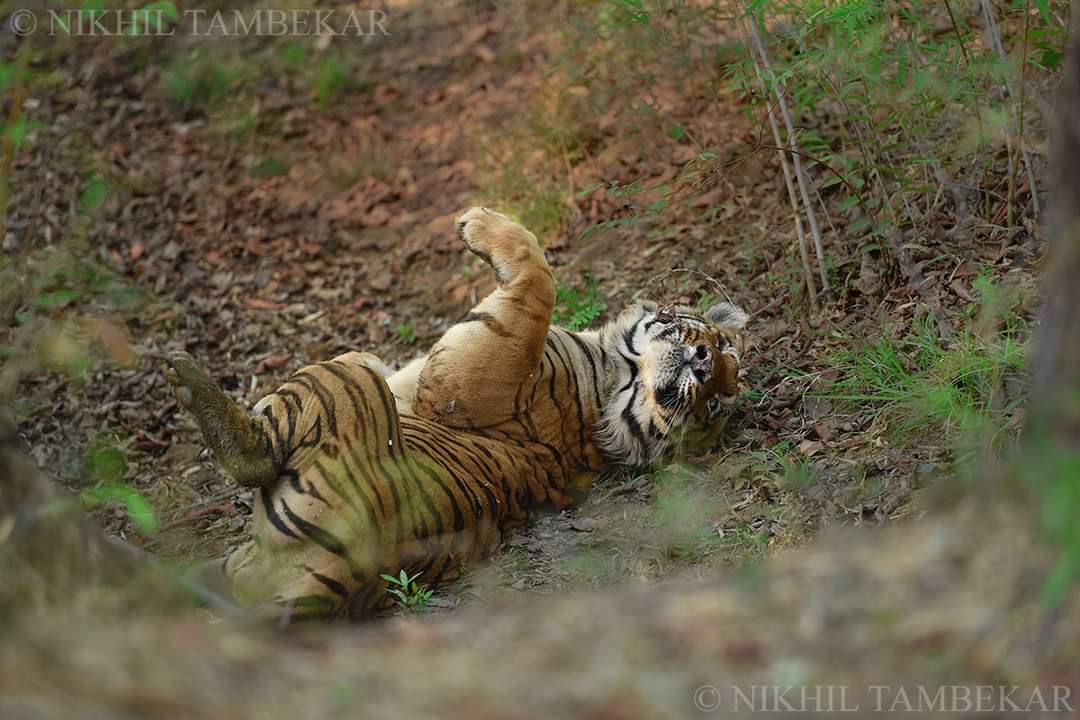 Waghdoh Tiger Photos