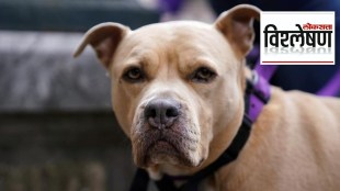 pitbull dog