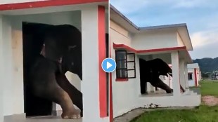 elephant video