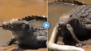 First dashed and then swallowed, the crocodile made a shuddering prey of the fish