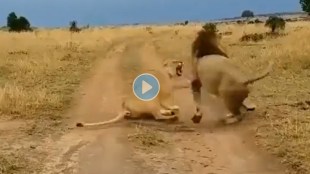 A sleeping lioness is teased by a lion
