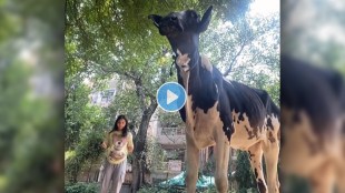 Cow got angry while girl was making reel