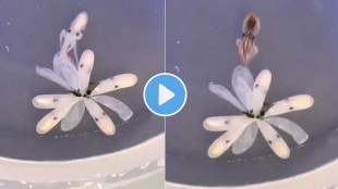 octopus viral video
