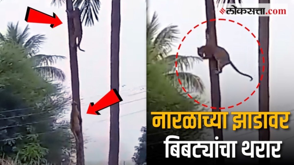 Two leopards clashed on a coconut tree