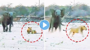 elephant attack on lion