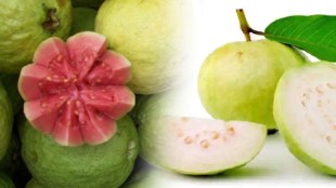 What is the difference between pink and white guava