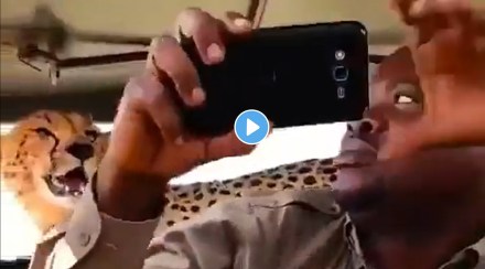 man take selfie with cheetah
