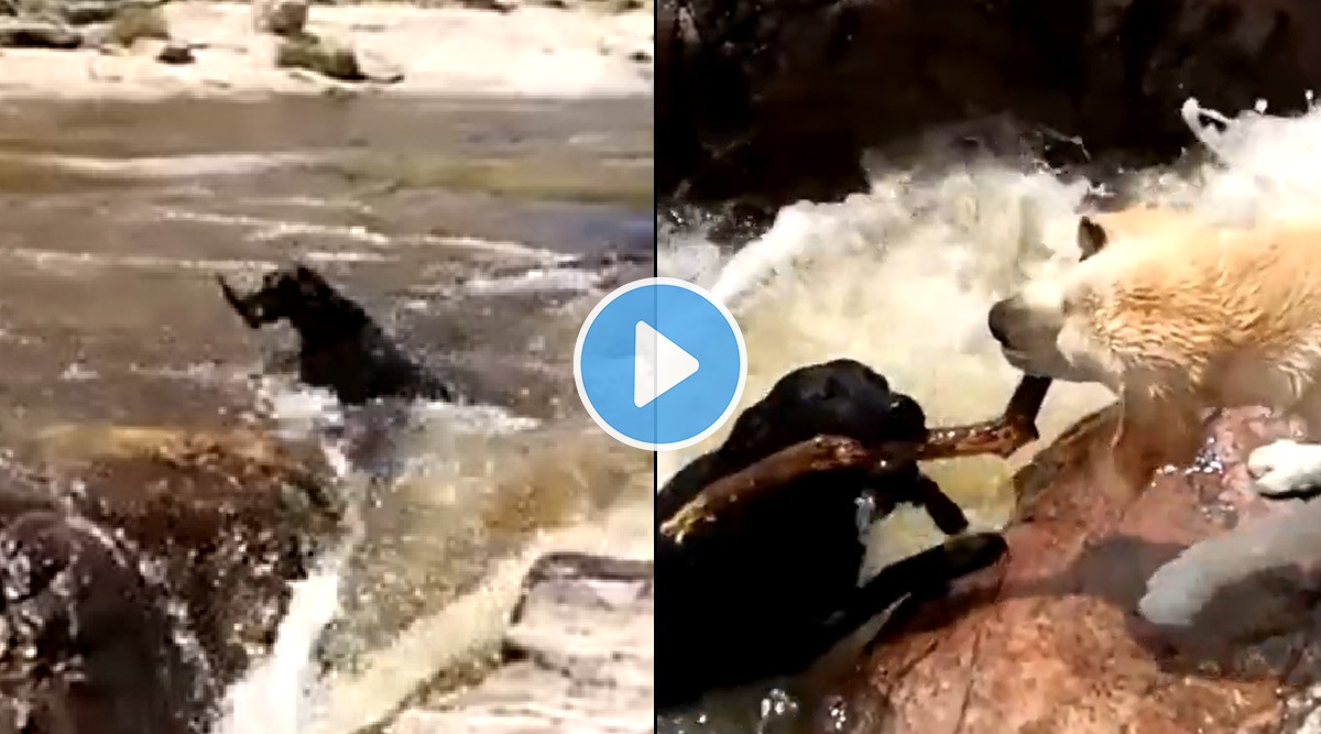 A dog saved dog from drowning in river
