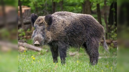 रानडुकराच्या हल्ल्यात ठार झालेल्या व्यक्तीच्या विधवेला १० लाख रुपये भरपाई देण्याचे आदेश रानडुकराच्या हल्ल्यात ठार झालेल्या व्यक्तीच्या विधवेला १० लाख रुपये भरपाई देण्याचे आदेश