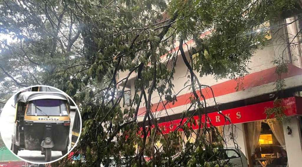 auto driver died after a tree fell
