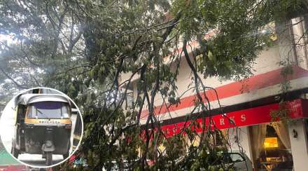 auto driver died after a tree fell