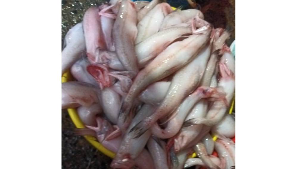 bombil fish