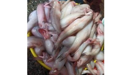 bombil fish