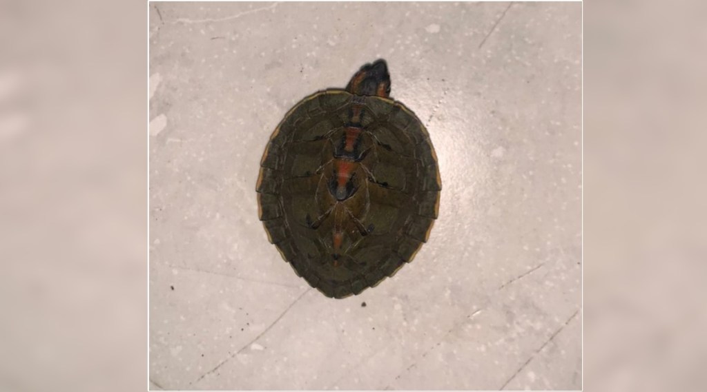 Illegal sale of rare turtles