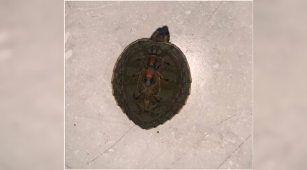 Illegal sale of rare turtles