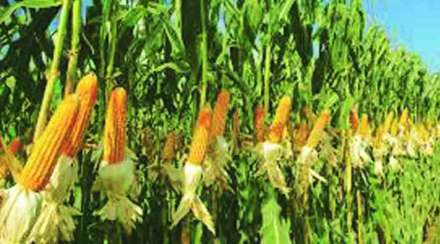 agran dhulgaon pattern in maize production