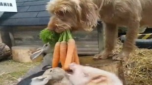 dog feed rabbit