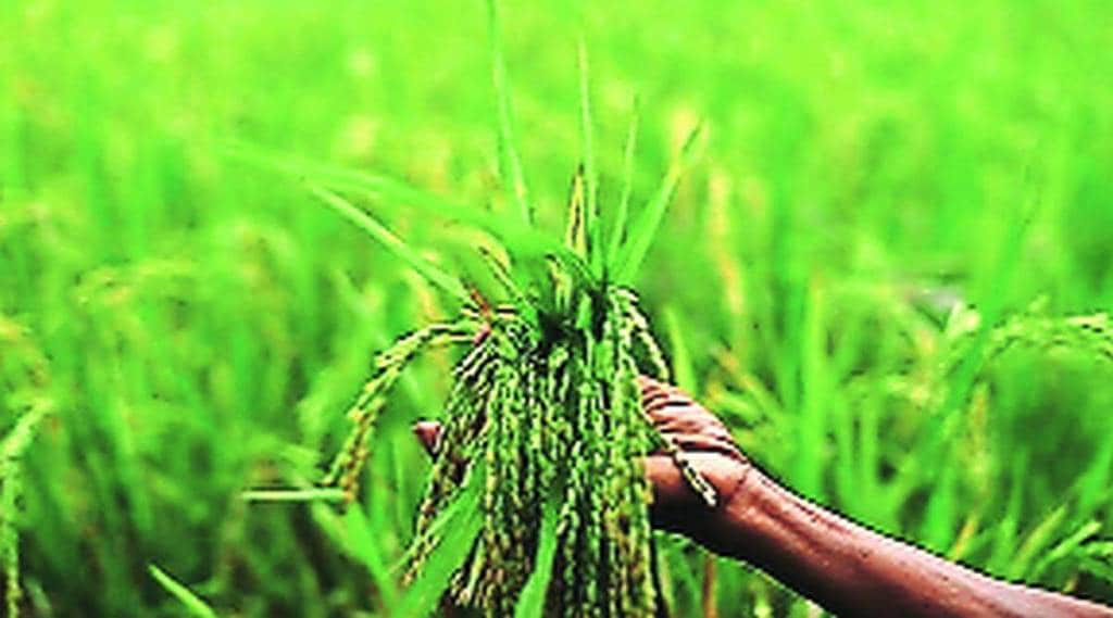 various crops information to farmers