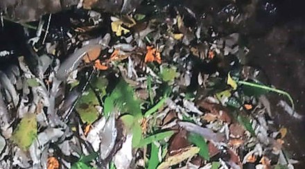 विषारी रसायनमिश्रित पाणी ओढय़ात वाहून जात असल्याने ओढय़ातील मासे, खेकडे, बेडकासह जीवजंतू मृत पावत असल्याचे प्रकार घडत आहे विषारी रसायनमिश्रित पाणी ओढय़ात वाहून जात असल्याने ओढय़ातील मासे, खेकडे, बेडकासह जीवजंतू मृत पावत असल्याचे प्रकार घडत आहे