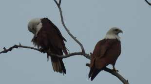 Brahmin Black Kite ree movement in scenic surroundings in akola