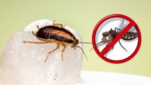 home remedies to get rid of cockroaches
