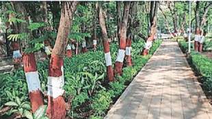 method of tree protection