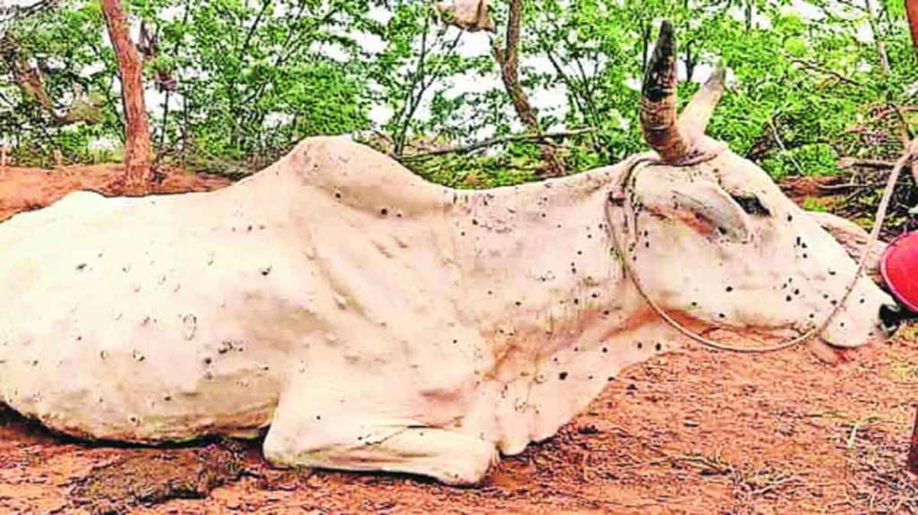 लंपी आजाराच्या संकटाने दूध उत्पादक धास्तावला