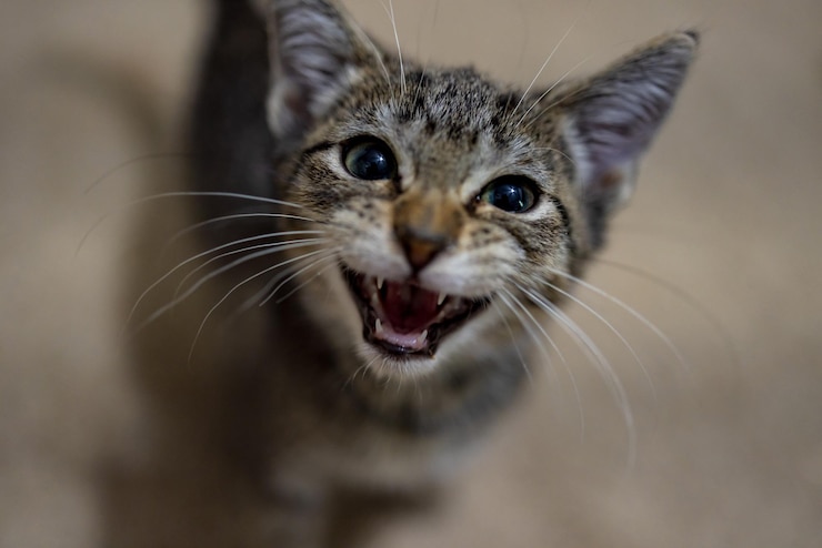 Cats Crying Superstition: शकुन शास्त्रानुसार मांजर घरातून बाहेर पडून रडत असेल तर ते अभुश मानलं जातं. (Photo: Freepik)