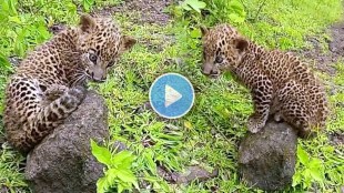 leopard cub