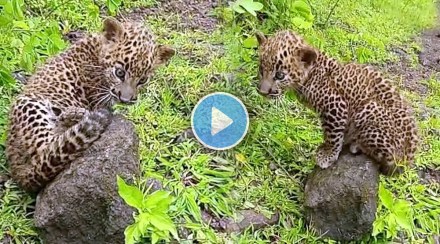 leopard cub