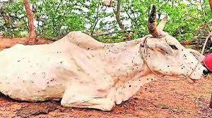 lumpy skin Disease in pune