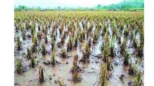 मोसमी पावसाची यंदा दीर्घ सुटी नाहीच ; पिकांच्या पोषणाला फटका बसण्याची शक्यता