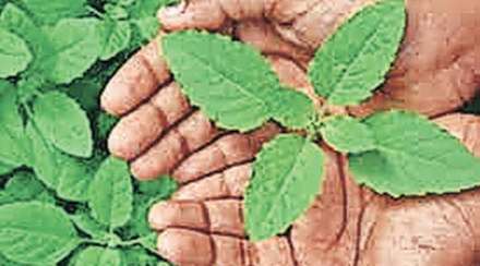 Phrases that contain word plant