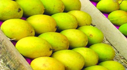 भाषासूत्र : फिरंगी शब्दांची गलबते