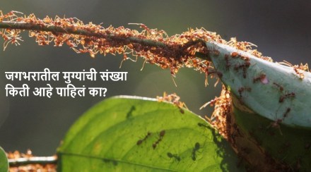 number of Ants in world