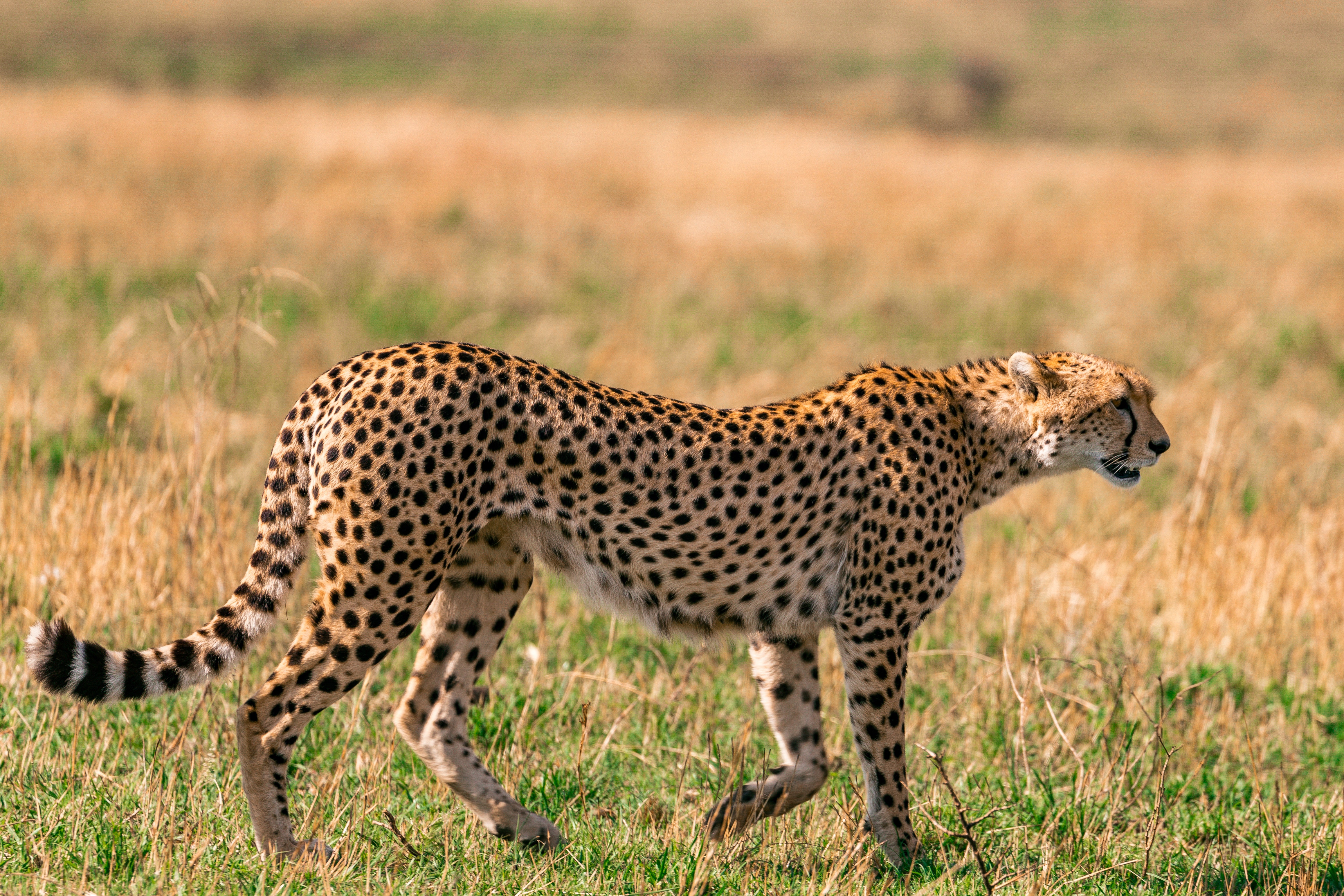 Cheetah Vs Leopard