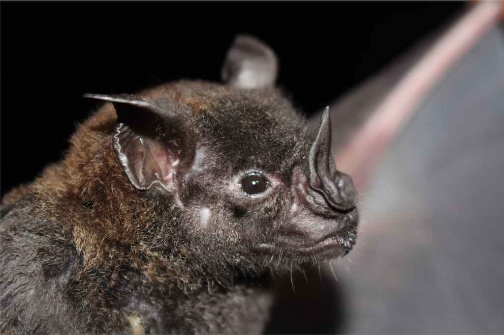 bat