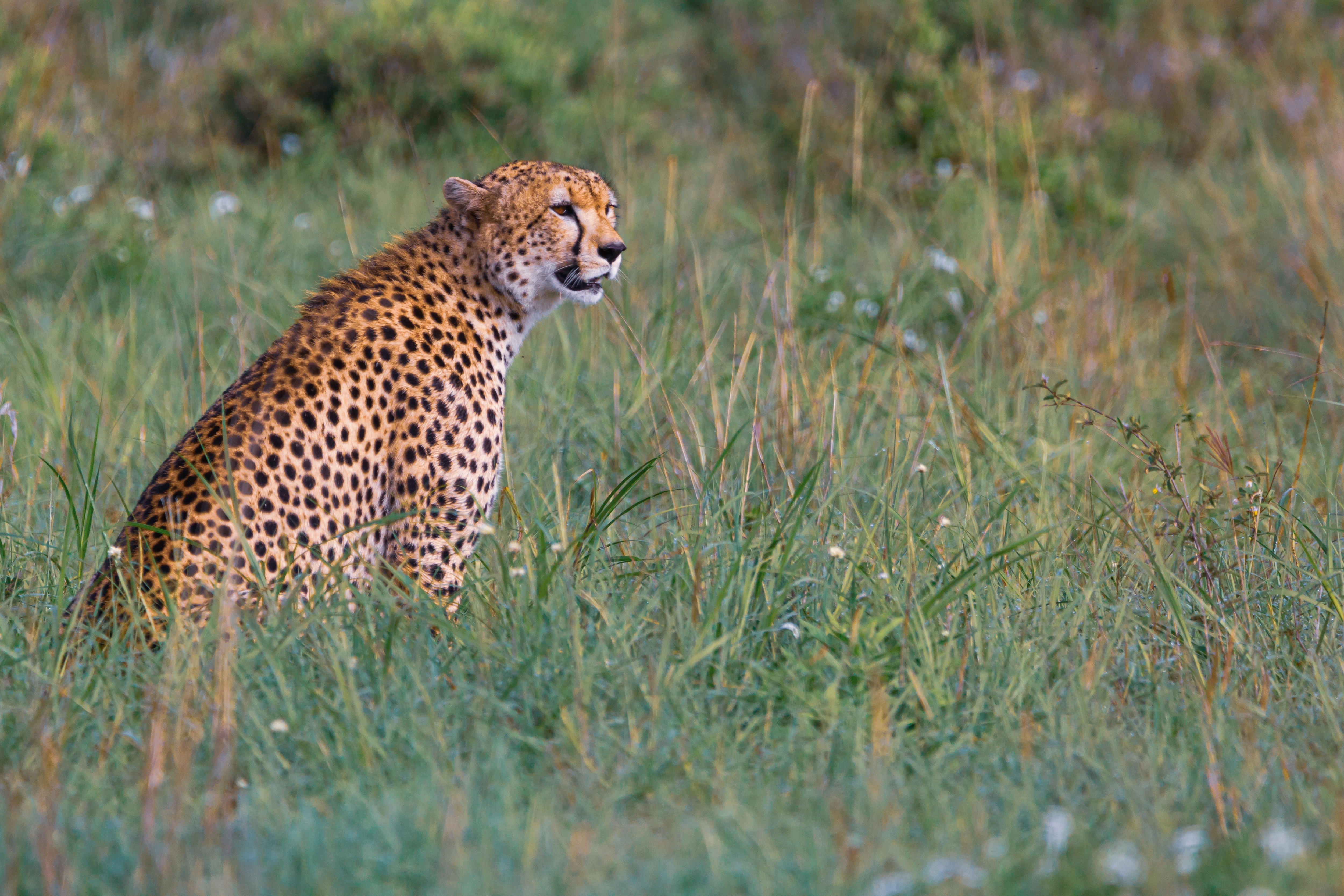 Cheetah Vs Leopard