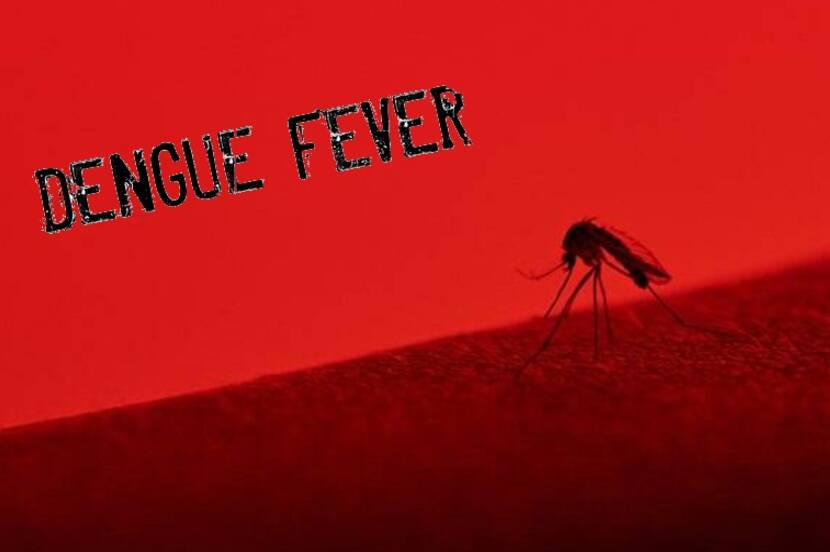 mosquito 