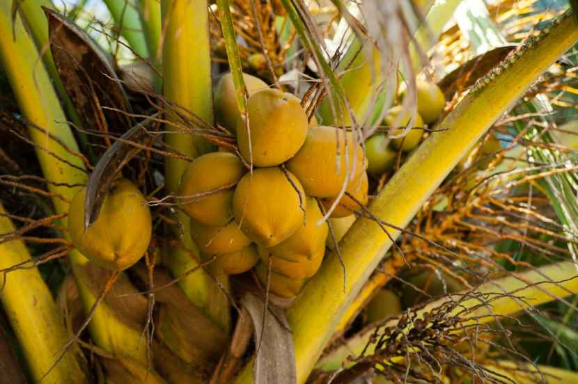 coconut 