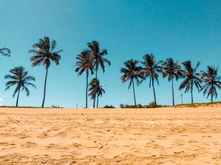 coconut 