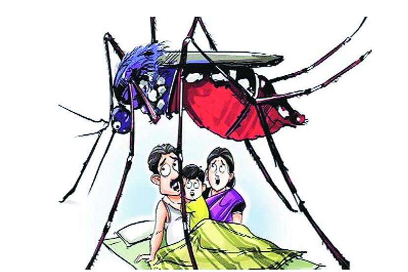 mosquito 