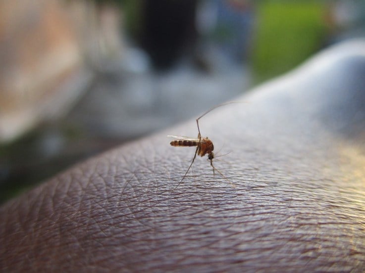 mosquito 