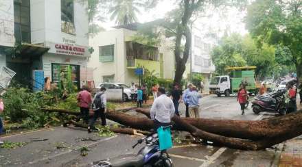 झाडे पडण्याच्या घटनांमुळे वाहतूक विस्कळीत झाली