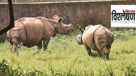 rhinos in india