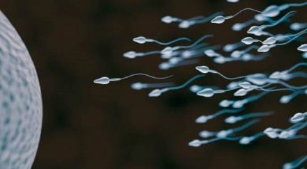 sperm count sperm count