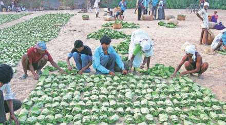 tendu-patta tendu-patta