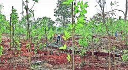 पळवाटा शोधून वने पायदळी; विविध क्लृप्तय़ा लढवत वन जमिनी अराखीव क्षेत्रात परावर्तित; पर्यावरणप्रेमींची तक्रार