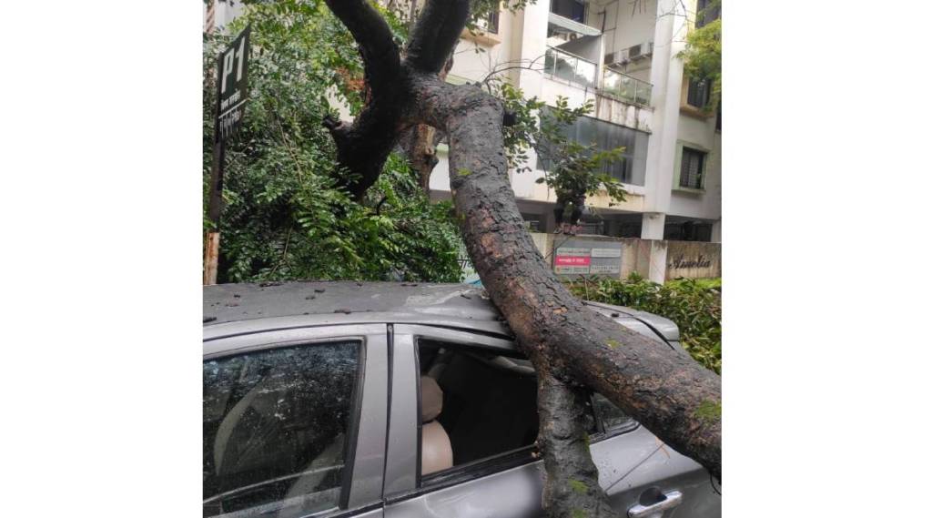 trees falling trees falling
