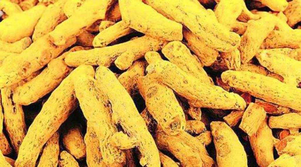 turmeric cultivation in Marathwada